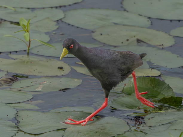 istock Black Crake running over water lily leaves 2204275279