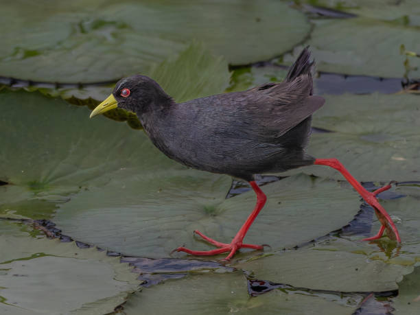 Black Crake running over water lily leaves