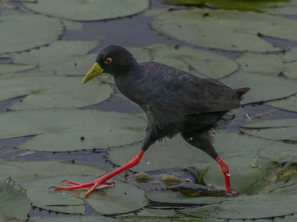 istock Black Crake running over water lily leaves 2204275305