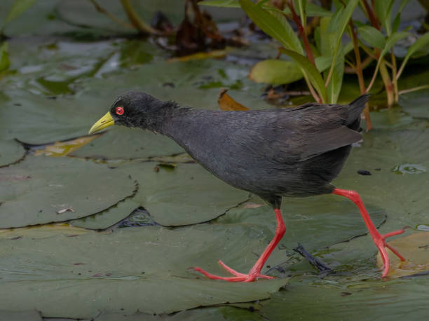 istock Black Crake running over water lily leaves 2204275330
