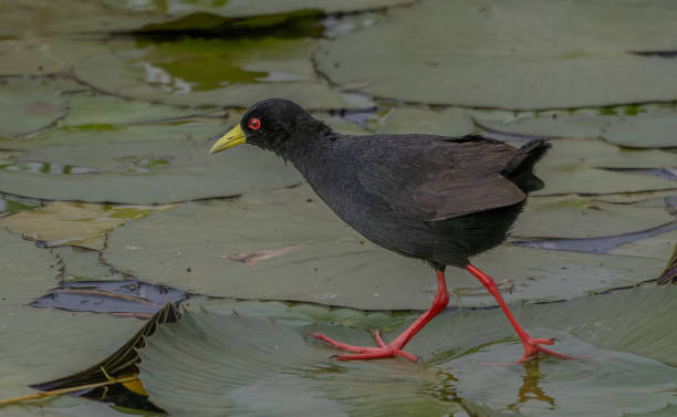istock Black Crake running over water lily leaves 2204275331