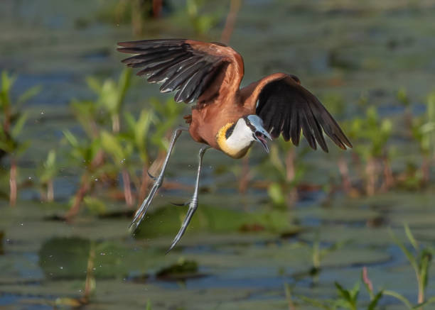 African Jacana taking off from water lilies with spread wings in Nylsvlei Nature Reserve, South Africa
