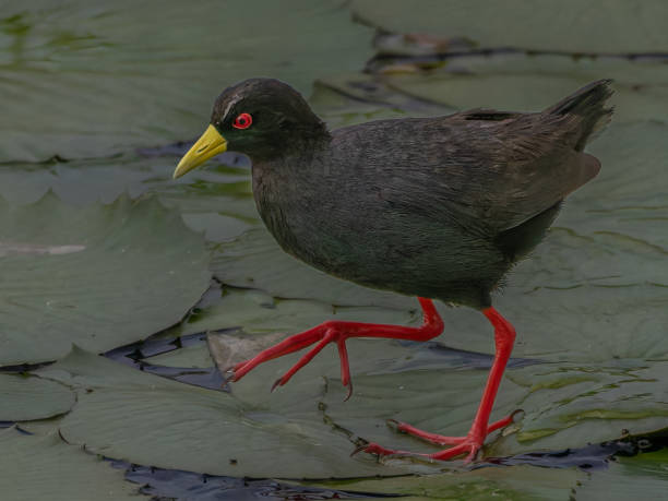istock Black Crake running over water lily leaves 2204276207