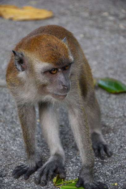 istock Cheeky Stare of young macaque. 2204277169