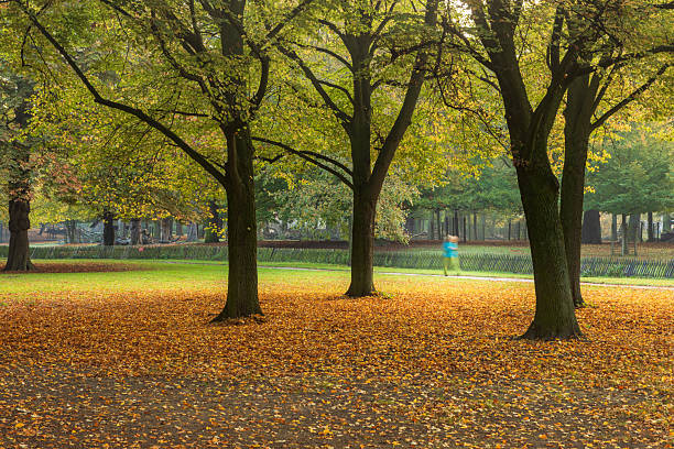 autumn colours in a park in The Hague; The Hague, Netherlands