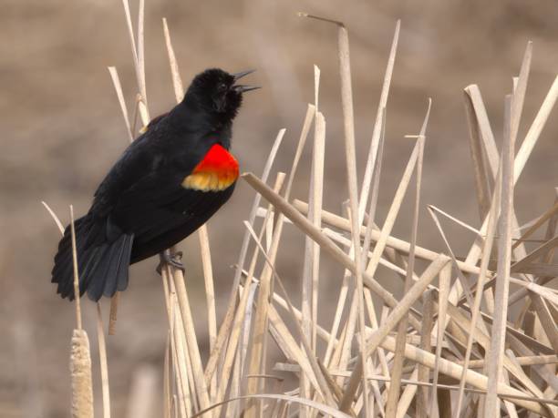 istock Red-winged blackbird calling from cattails while showcasing its brilliant red wing 2204278017