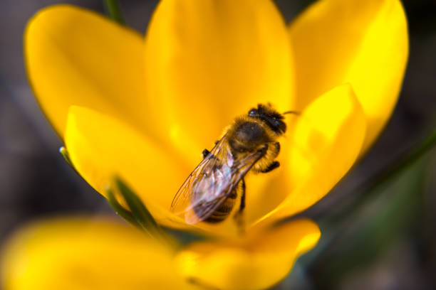 A bee collecting pollen in a yellow crocus flower.