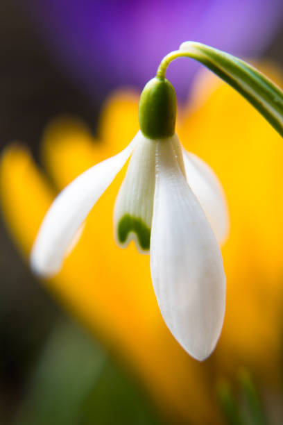 Snowdrop flower, first signs of spring.