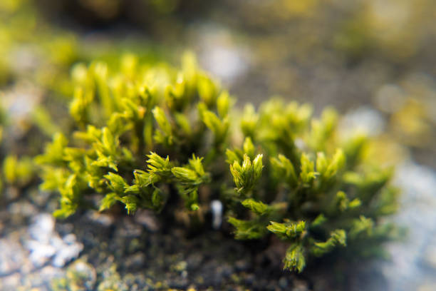 Moss growing in symbiosis on a tree trunk