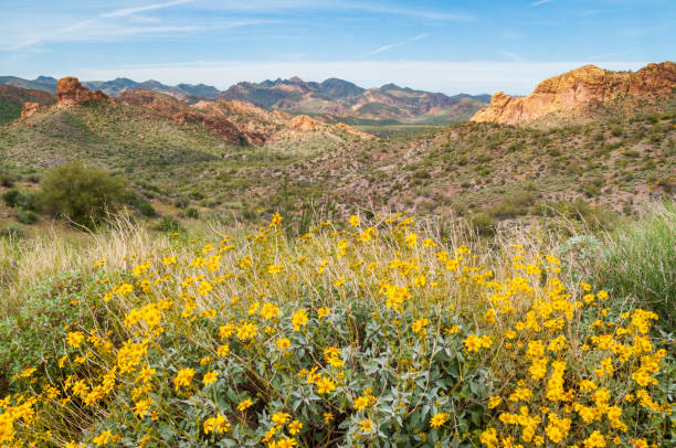 istock Blooming Flowers at the Apache Trail 2204282208