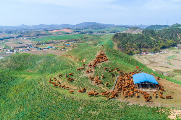 A herd of Korean cattle grazing on a pasture