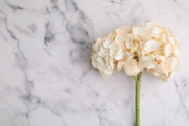 istock Beautiful hydrangea flower on white marble background, top view. Space for text 2204287770