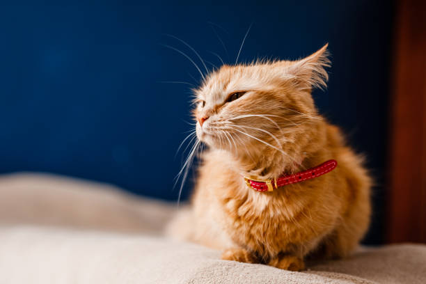 istock Scared ginger cat with a collar sitting on the couch 2204289684