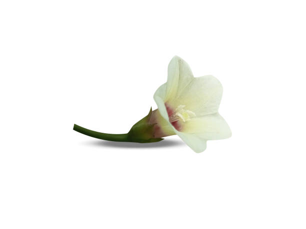istock Merremia or woodroses flower 2204289751