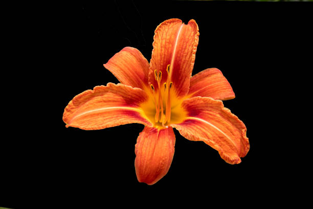 Close-up of an orange Lilium bulbiferum flower on a black background