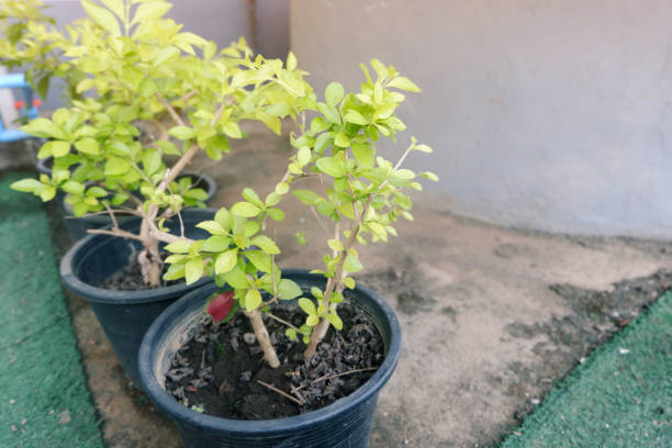 istock Golden Dewdrop tree planted in a black pot 2204291272