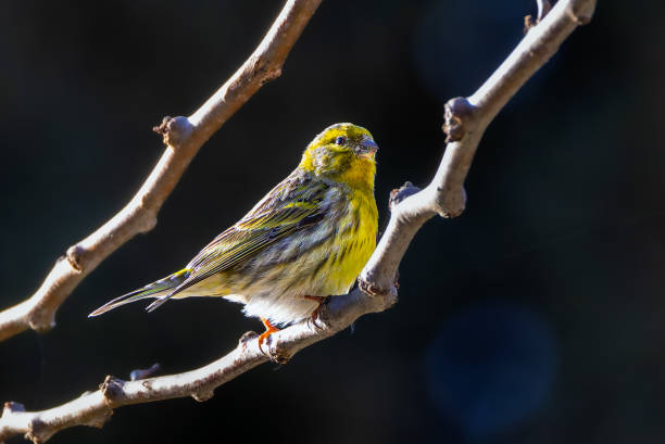 A pale yellow songbird sitting on a branch; washed out background