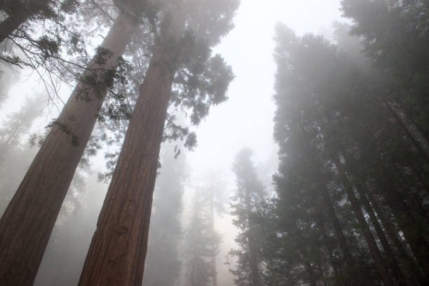 The air is thick with the earthy scent of damp wood and moss, and the towering giants stand in silent majesty, their rough, ancient bark telling stories of centuries past. The mist swirls gently around the treetops, adding an ethereal touch to this breathtaking scene