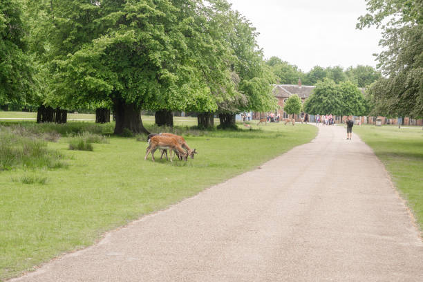 Fallow deer at Dunham Massey park, Trafford, Manchester, UK