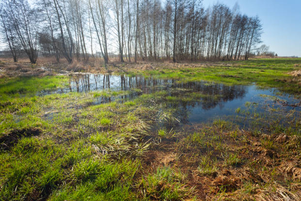 A wet meadow and trees in the background