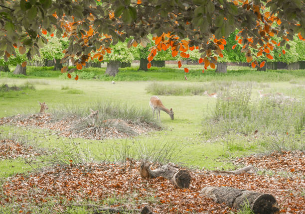 istock Fallow deer at Dunham Massey park, Trafford, Manchester, UK 2204296915