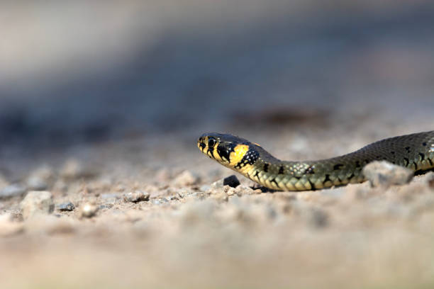 istock A grass snake crawling on rocky ground 2204296931
