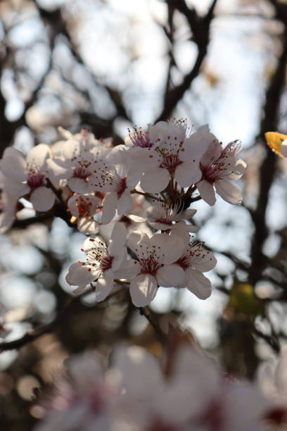 istock Cherry Plum Blossom in my back garden 2204296987