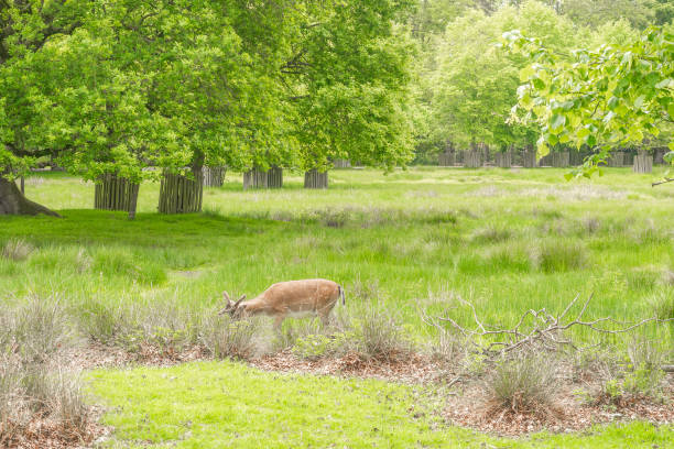 Cervus elaphus female in close range