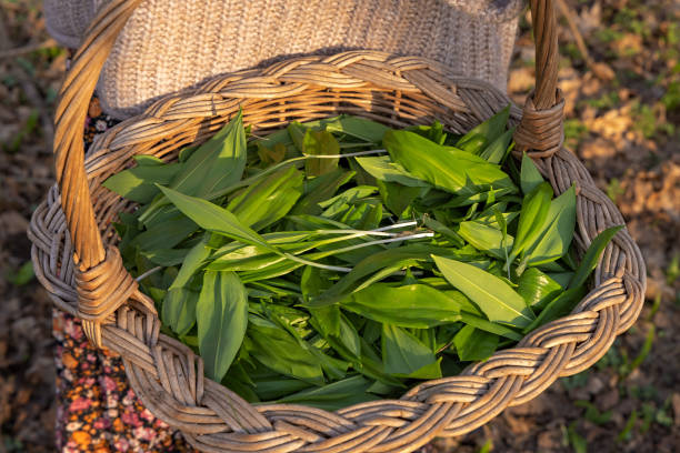 istock A basket with collected bear garlic in a woven basket 2204297652