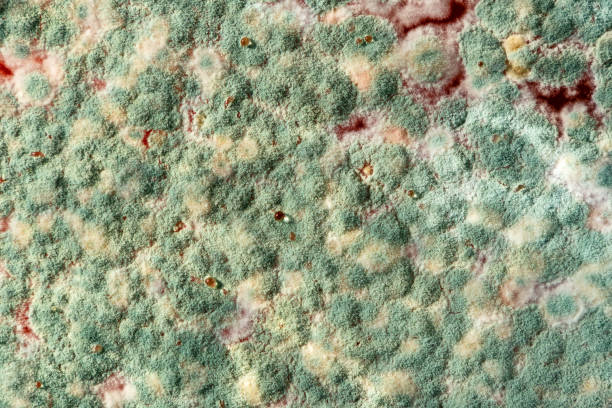 Mold close-up on liquid surface. Macro photo of mould growing on spoiled drink