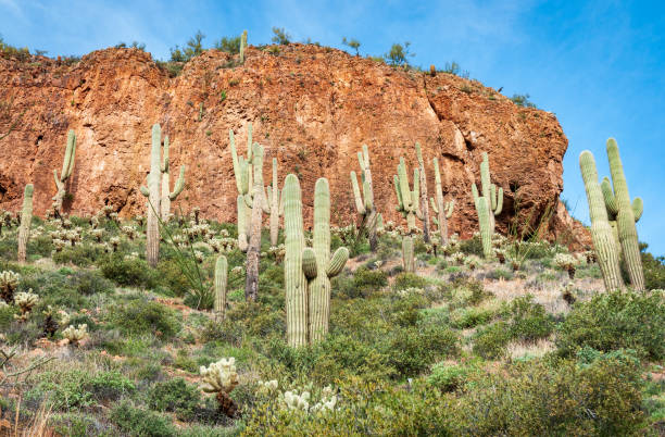 istock Cliff Landscape, Tonto National Monument 2204299299
