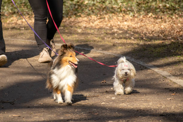 istock Two happy dogs on a walk with their owners in a sunlit park. 2204299955