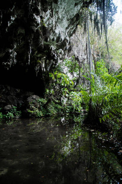 istock Plants in the Three Eyes Lake 2204301180