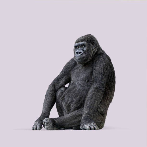 Powerful western lowland gorilla sitting on a seamless light purple background, looking away, perfect for animal and wildlife concepts