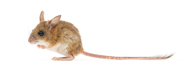 istock Wood mouse standing and looking to the left 2204303104