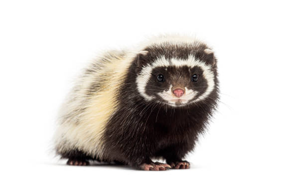 istock Saharan striped polecat, Ictonyx libycus, facing and looking at the camera 2204303111