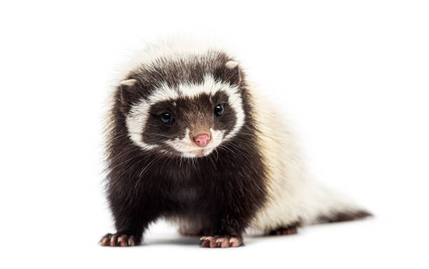 istock Saharan striped polecat, Ictonyx libycus, facing and looking at the camera 2204303130