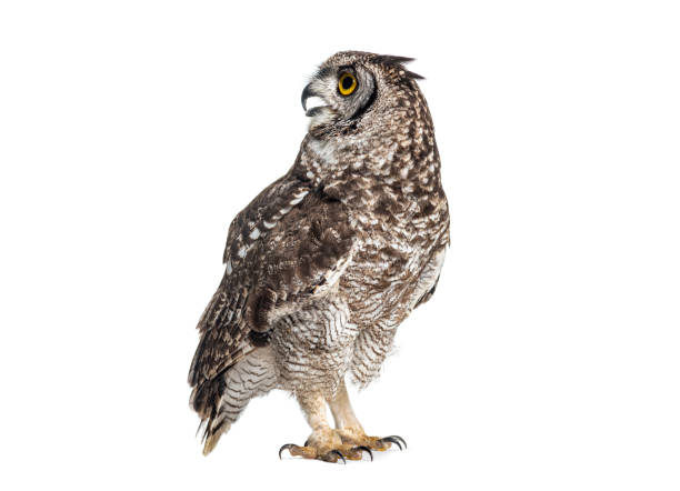 istock Side view of a spotted eagle owl, also known as african eagle owl - bubo africanus, standing and turning its head, beak open, isolated on white 2204303274