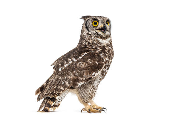 istock Spotted eagle owl turning its head and looking up, isolated on white background 2204303277