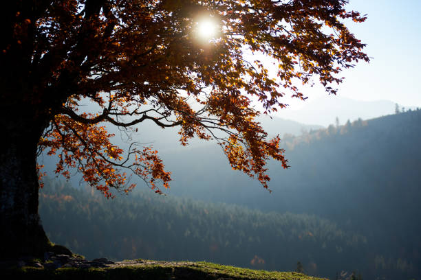 istock Enchanting autumn scene with sun shining through branches of tree adorned with vibrant red leaves. 2204303421