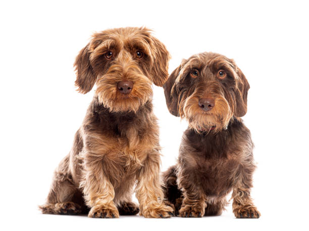 istock Two wirehaired dachshunds sitting and posing on white background 2204303593