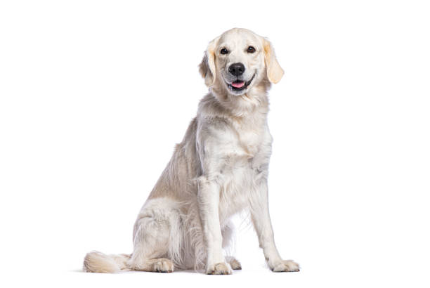 istock Golden retriever sitting and panting on white background 2204303660