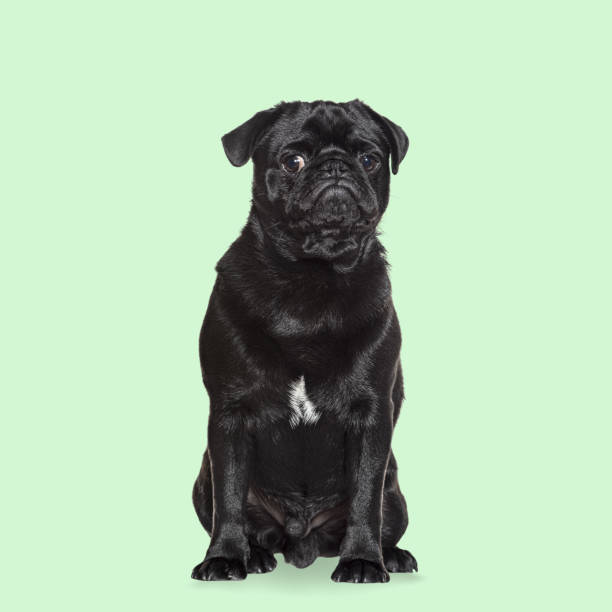 istock Studio shot of adorable black pug sitting and looking forward on transparent background 2204303679