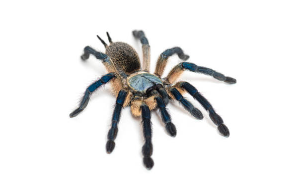 istock Peacock tarantula, Poecilotheria metallica, isolated on white 2204303720