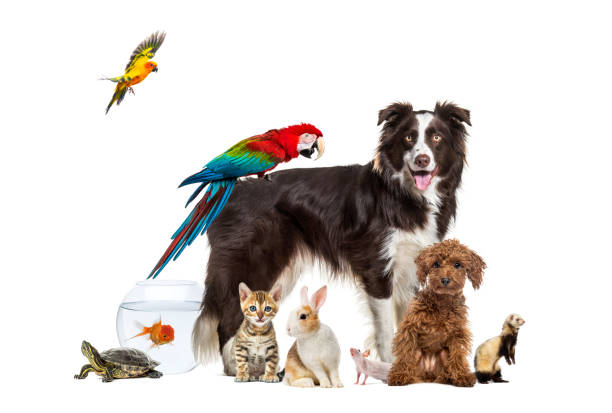 istock Group of pets posing around a dog standing with a macaw on its back is surrounded by other common house pets,  cat, ferret, rabbit, bird, fish, rodent 2204303893