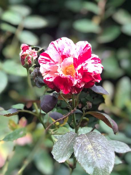 istock Rose in the garden 2204305746