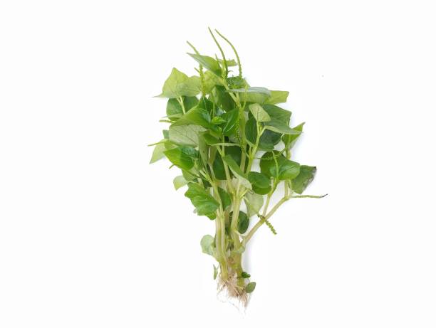 istock shiny bush-pepper or pepper elder (Peperomia pellucida) isolated on white background 2204306661