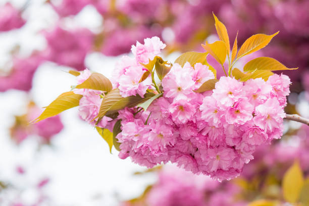 istock lush cherry blossom. delicate flower petal 2204309421