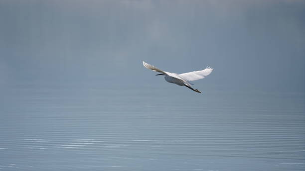istock Little Egret in Hasankeyf 2204310851