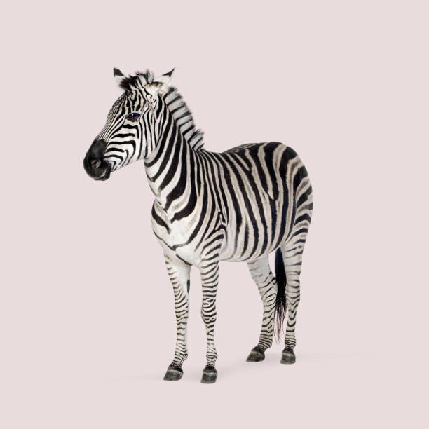 istock Full-length view of a zebra standing against a pastel pink backdrop 2204312737
